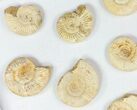 Lot: Lbs Perisphinctes Ammonite Fossils - Pieces #77169-2